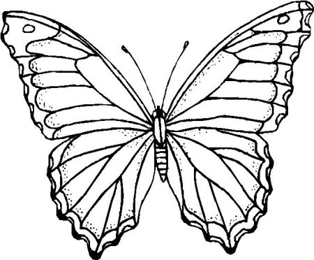 Узоры на крыльях бабочки легкие (48 фото)