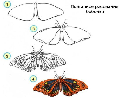 Симметричная бабочка рисунок карандашом