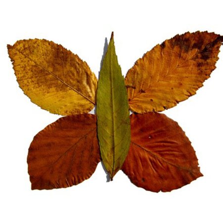 Бабочка из засушенных листьев