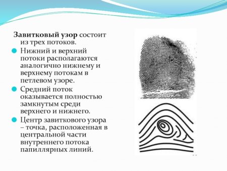 Виды петлевых папиллярных узоров