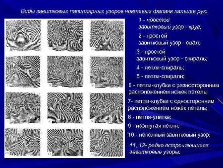 Отпечатки пальцев папиллярные узоры