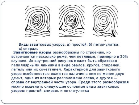 Типы завитковых папиллярных узоров