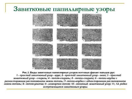 Виды дуговых папиллярных узоров
