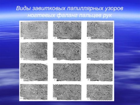 Завитковые папиллярные узоры