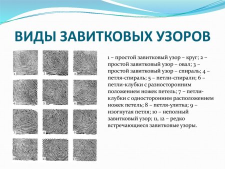 Изогнутая петля папиллярного узора