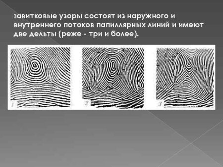 Папиллярный узор дуговой и петлевой