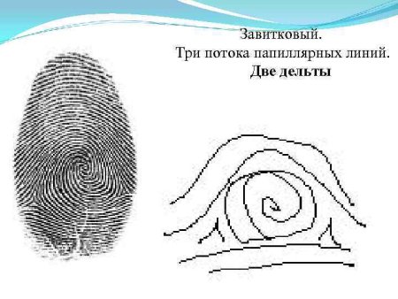 Типы папиллярных узоров в криминалистике