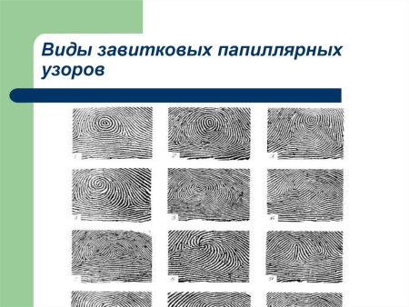 Типы завиткового папиллярного узора
