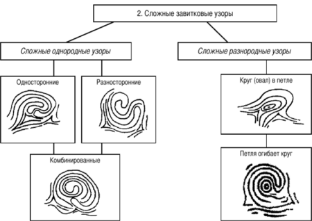 Завитковый Тип папиллярных узоров