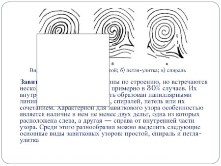 Завитковые папиллярные узоры