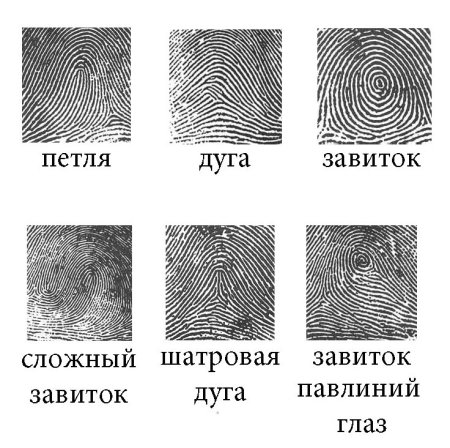 Завитковые папиллярные узоры