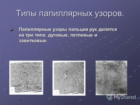 Завитковый Тип папиллярных узоров