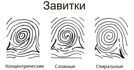 Основные свойства папиллярных узоров