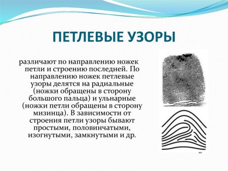 Отпечатки пальцев дерматоглифика