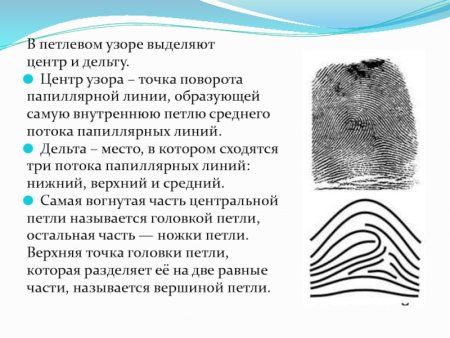 Папиллярный узор дуговой и петлевой