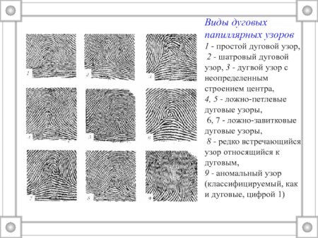 Виды петлевых папиллярных узоров
