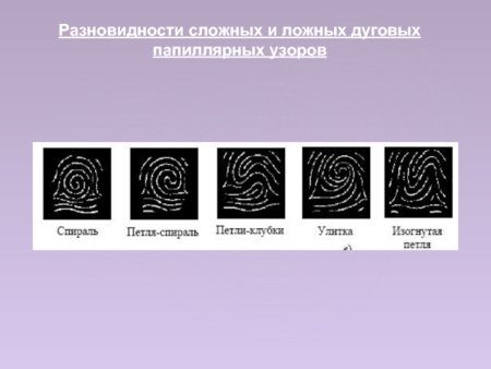 Дуговой папиллярный узор Дельта