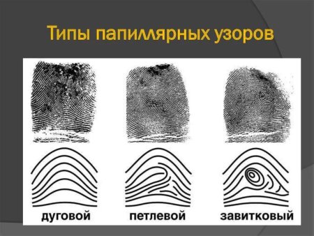 Петлевой папилярныузоры