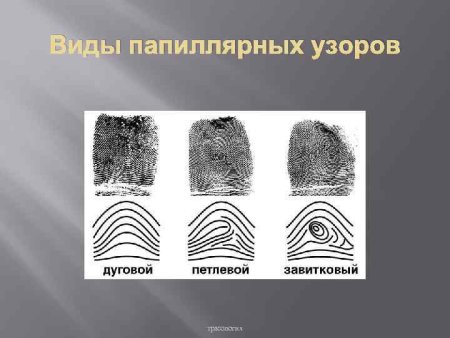 Тип папиллярного узора отпечатка пальца
