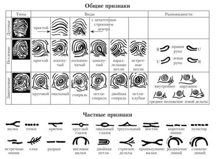 Папиллярные линии типы дуговых