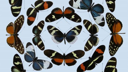 Бабочка Junonia coenia голубая