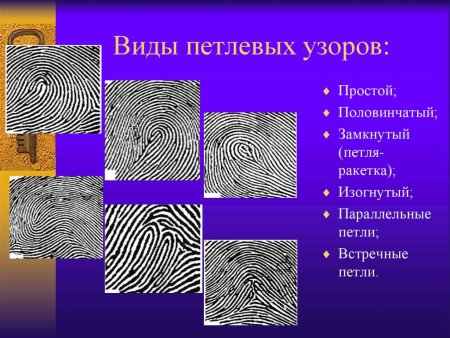 Дактилоскопия типы петлевых узоров