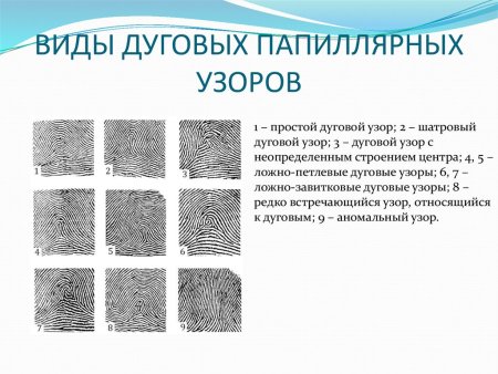 Ульнарные и радиальные петли