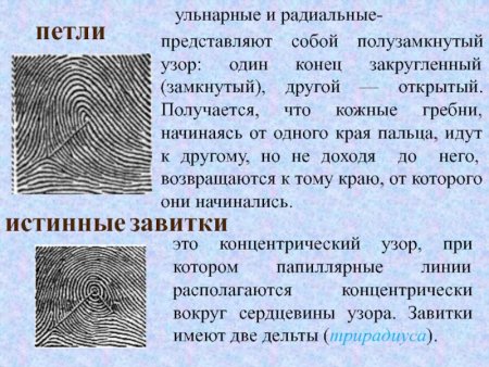 Дуговой Тип папиллярных узоров дельты