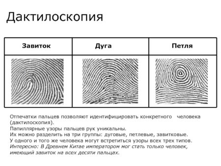 Петлевой папиллярный узор