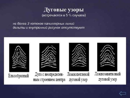Петлевой папиллярный узор