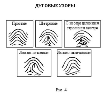 Петлевой папиллярный узор отпечаток