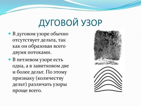 Шатровый дуговой узор дактилоскопия
