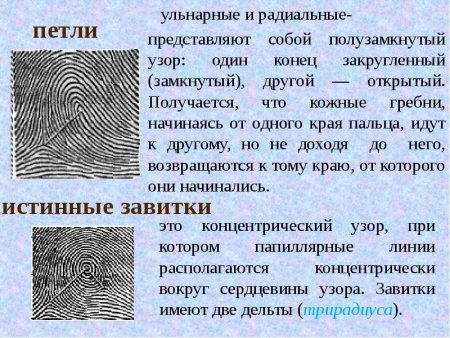 Ульнарные и радиальные петли