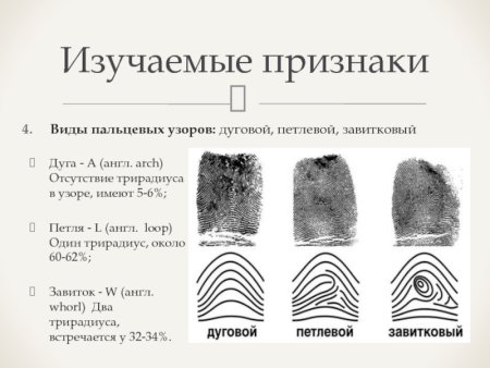 Дельты в петлевых папиллярных узорах