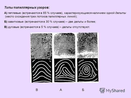 Типы папиллярных узоров пальцев рук криминалистика