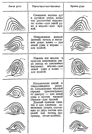 Двойная петля дерматоглифика