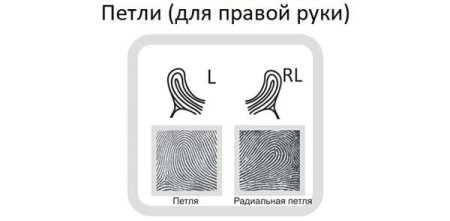 Отпечатки пальцев дуги петли завитки