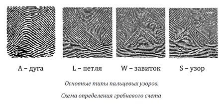Петлевой папиллярный узор