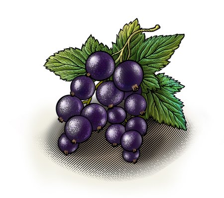 Смородина гравюра