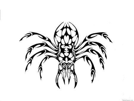 Паук чб