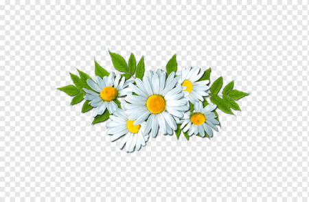 Клипарт ромашки на прозрачном фоне