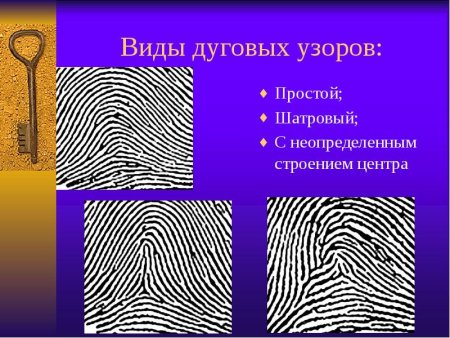 Типы папиллярных узоров в криминалистике