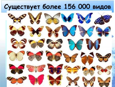 Симметрия рисунок