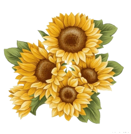 Подсолнух рисунок