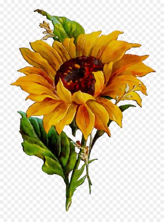 Подсолнух семечки Botanical