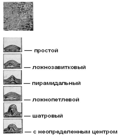 Шатровый дуговой папиллярный узор