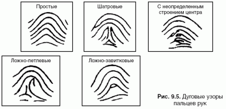 Виды дуговых папиллярных узоров