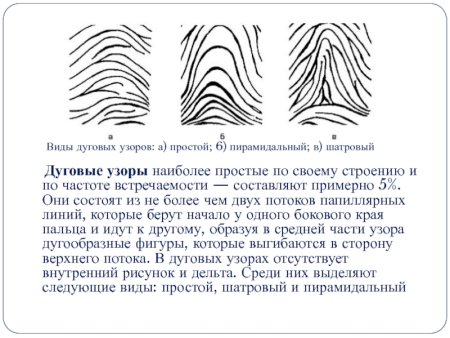 Виды петлевых папиллярных узоров