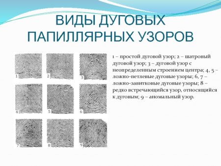 Шатровый дуговой узор дактилоскопия