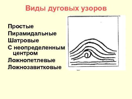 Дуговой узор папиллярных линий